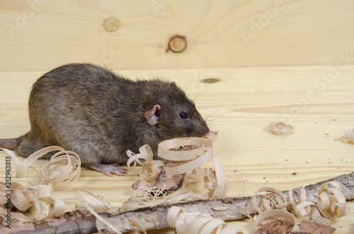 Rat eats birch bark.