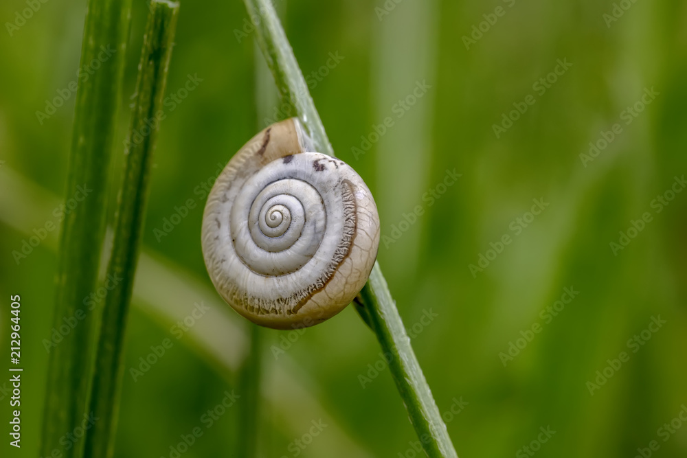 Beautiful macro of snail sleeping in shell on plant. Snail shell in green grass Beautiful macro of snail sleeping in shell on plant. Snail shell in green grass