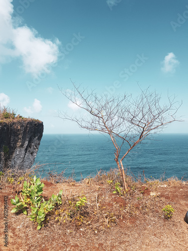 Dry pine tree on the cliff over blue ocean and summer sky background photo