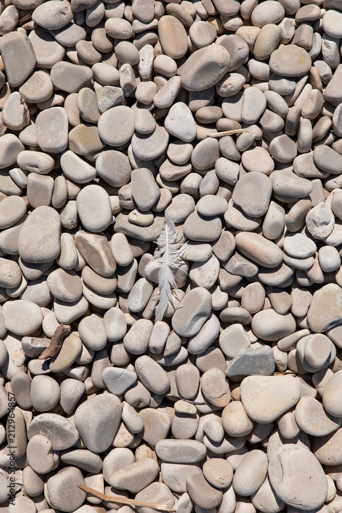 White feather on stone beach - vertical White feather on stone beach - vertical