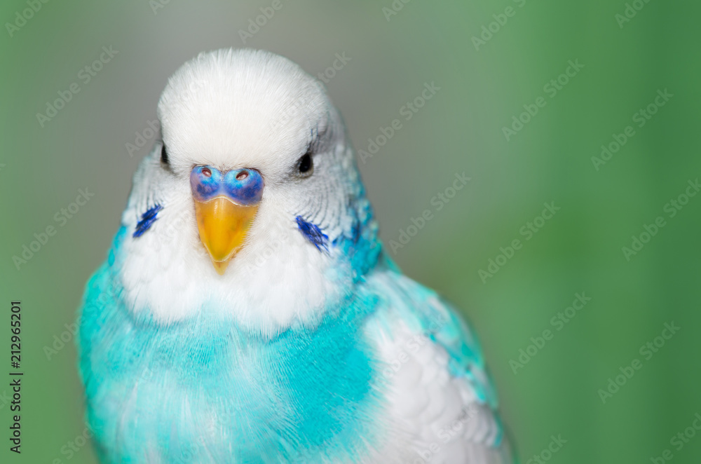 Obraz premium Blue budgerigar