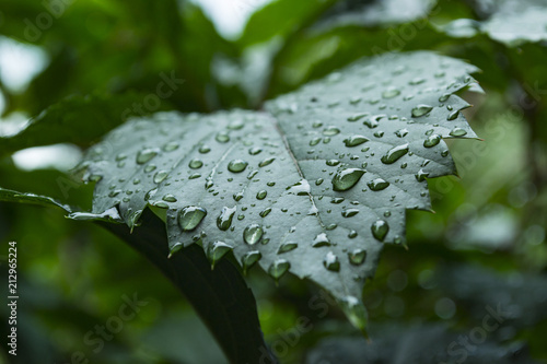 Green leaf covered by raindrops, macro photography.	