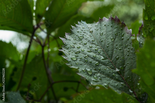 Green leaf covered by raindrops, macro photography.	