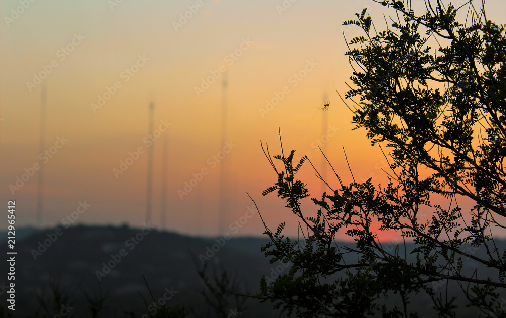 Fototapeta premium SPIDER ON SUNSET
