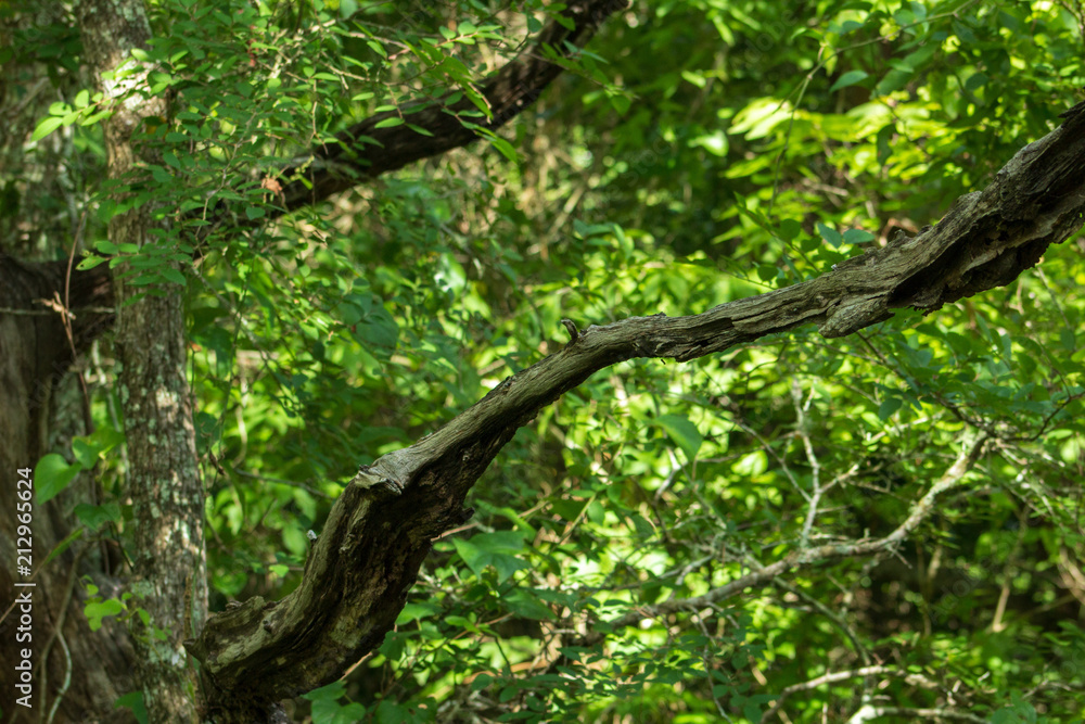 Obraz premium DEAD TREE