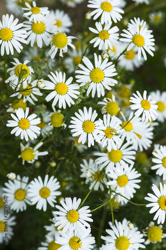 Fototapeta Naklejka Na Ścianę i Meble -  Kwitnący rumianek Matricaria chamomilla, Chamomilla recutita