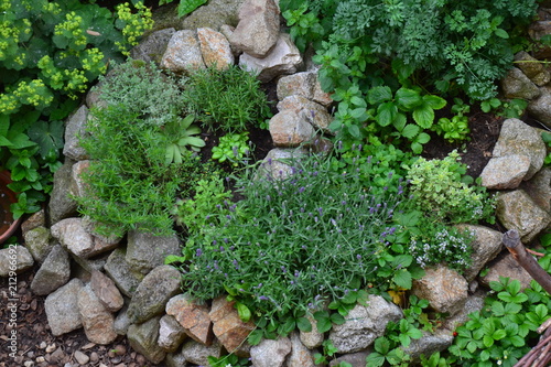 Medicinal herbs in herb spiral, late spring