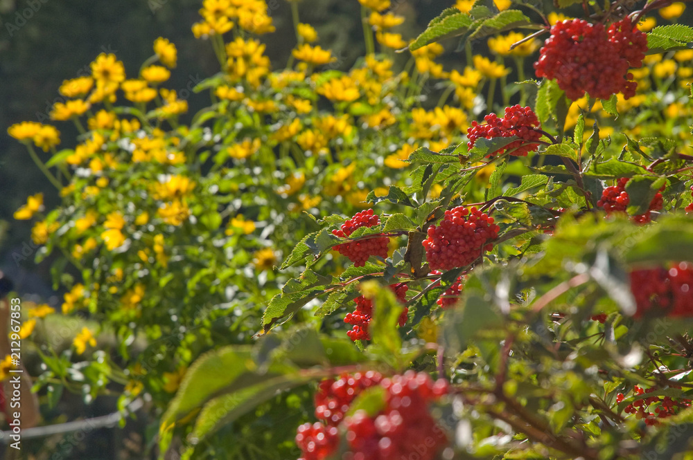 Flowers and fruits' explosion Flowers and fruits' explosion