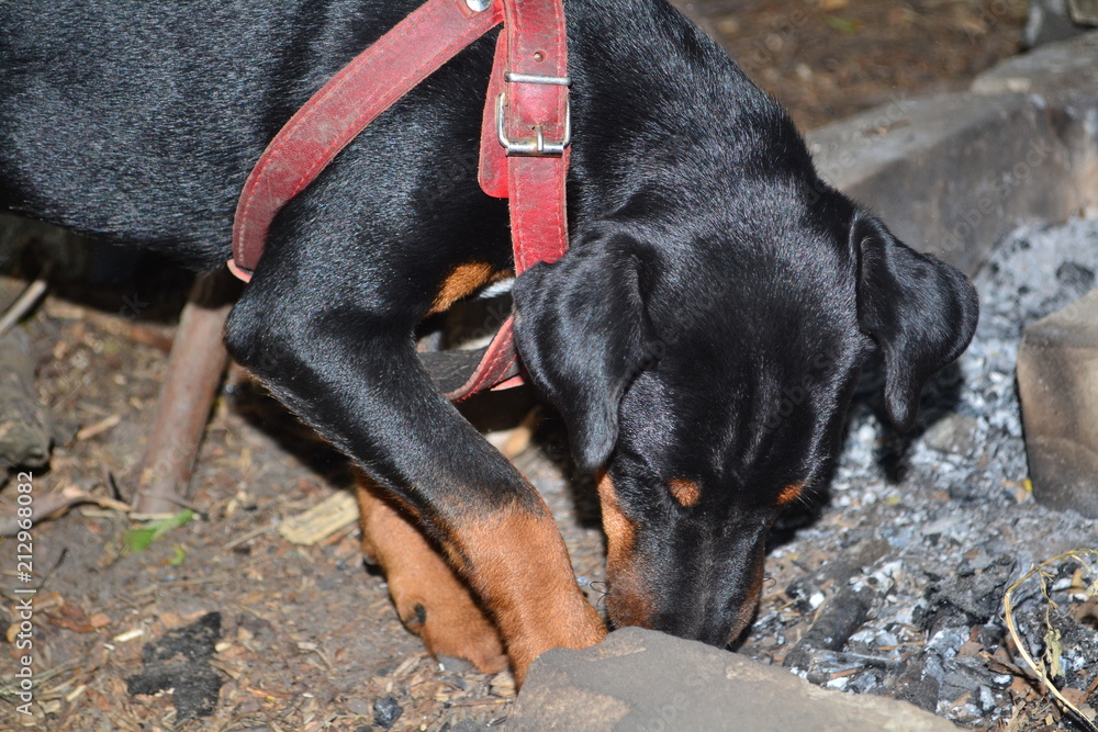 dog, animal, pet, black, canine, cute, doberman, puppy, rottweiler, dachshund, brown, isolated, mammal, dogs, portrait, domestic, breed, purebred, nature, pinscher, pup, white, guard, grass, small dog, animal, pet, black, canine, cute, doberman, puppy, rottweiler, dachshund, brown, isolated, mammal, dogs, portrait, domestic, breed, purebred, nature, pinscher, pup, white, guard, grass, small