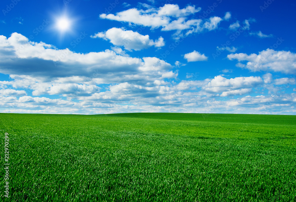 Image of green grass field and bright blue sky Image of green grass field and bright blue sky