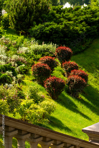Fototapeta Naklejka Na Ścianę i Meble -  Red bushes on the slope in landscape design
