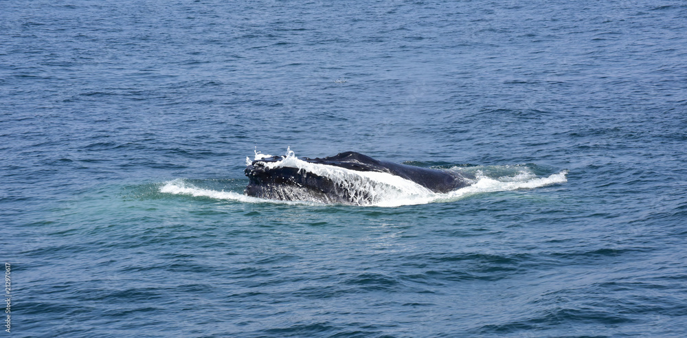 Fototapeta premium Whale Watching on the New England Coast