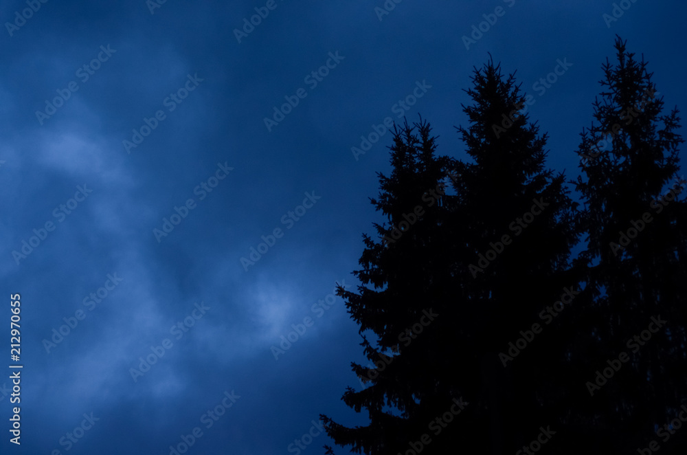 Mysterious nocturnal night cloudy sky against mystery silhouettes of fi trees Mysterious nocturnal night cloudy sky against mystery silhouettes of fi trees