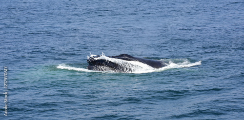 Whale Watching on the New England Coast