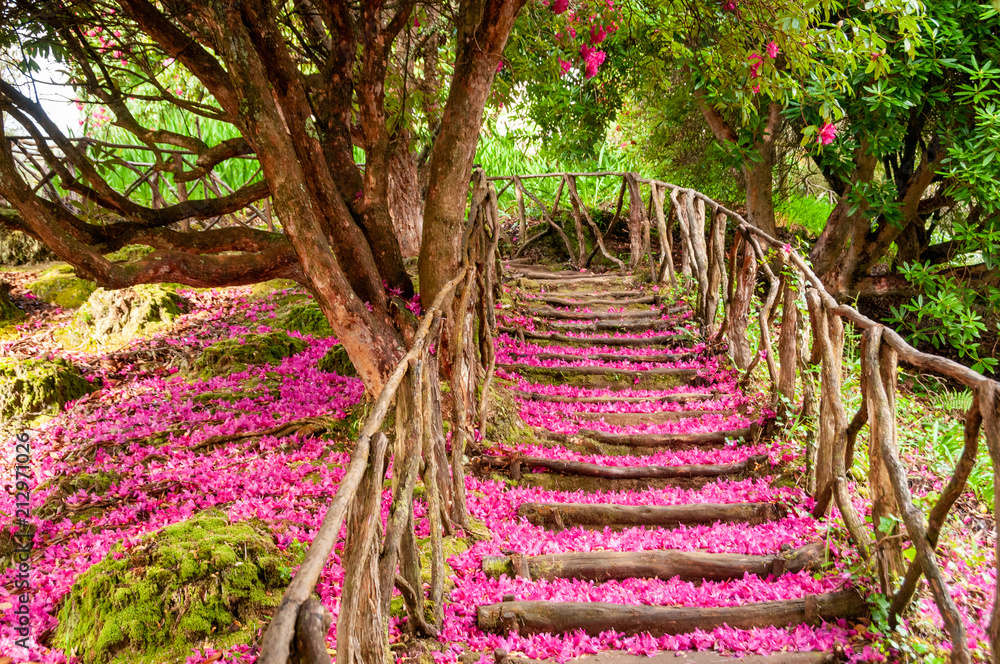 Fototapeta premium Schody wzdłuż ścieżki pokryte są różowymi i fioletowymi płatkami, które spadły z kwitnącego lauru