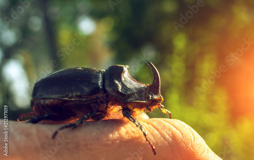 giant beetle beetle, an unusual insect beetle with a horn at sunset. photo