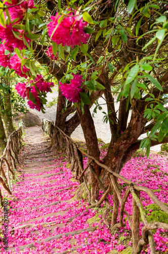 Fototapeta Schody wzdłuż ścieżki pokryte są różowymi i fioletowymi płatkami, które spadły z kwitnącego lauru