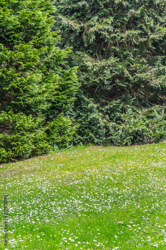 Photography Trees and grass in Botanic Garden
