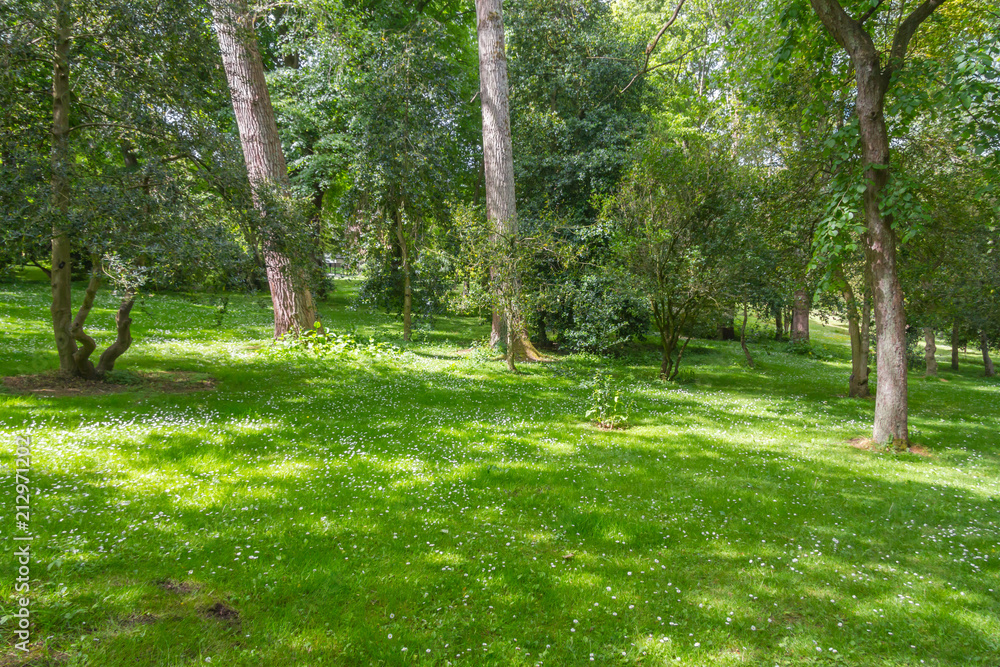 Fototapeta Trees and grass in Botanic Garden