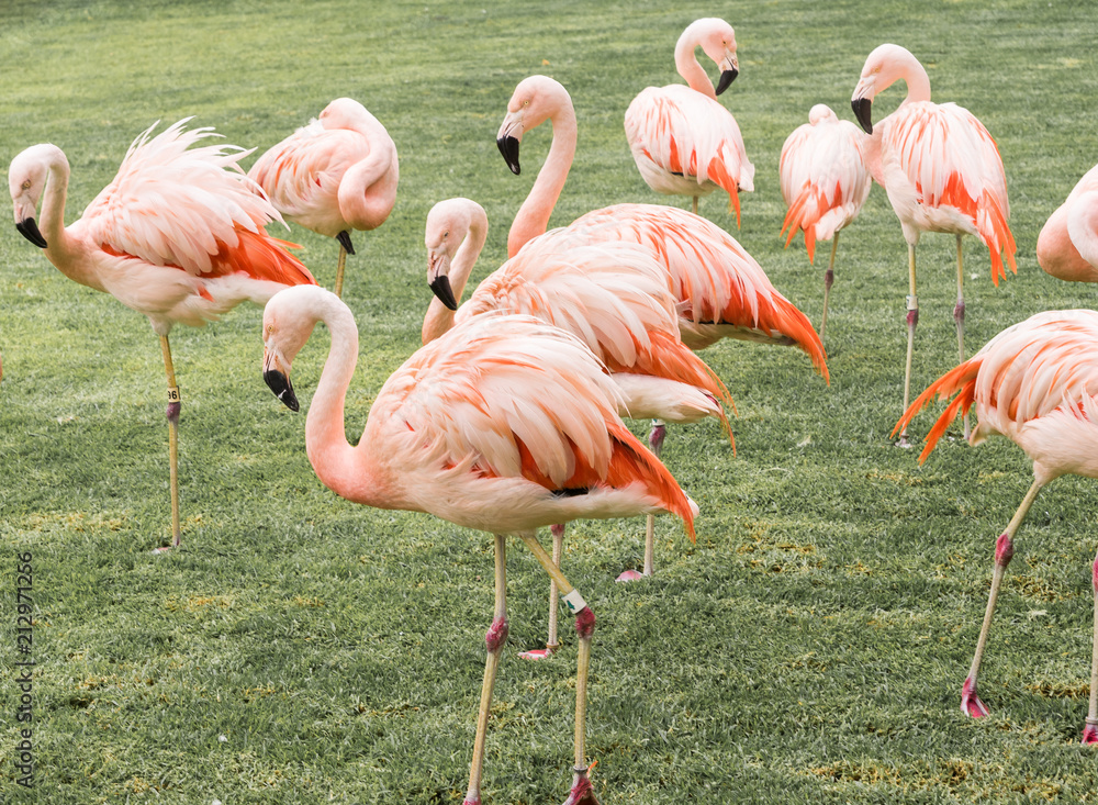 funny group of flamingos among grass and tropical view funny group of flamingos among grass and tropical view