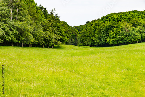 Fields and trees in Phoenix park