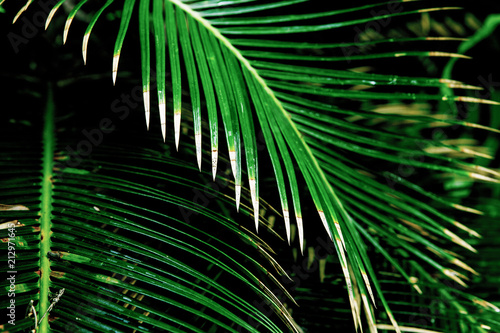 Fresh Tropical palm leaves  floral pattern background.