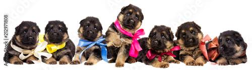 many puppies German Shepherd isolated