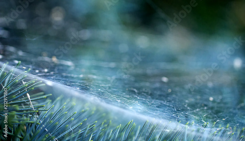 Needles of blue spruce in the spider web of a spider, on a summer day. Natural beautiful background