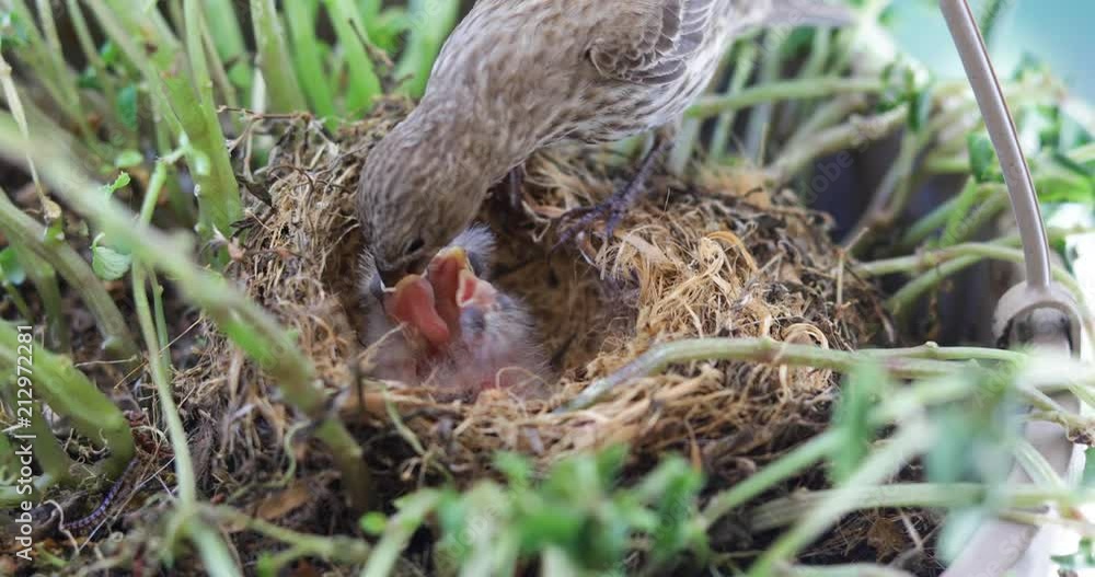 Close up Mother Bird Feeding Her Baby Birds in the Nest Close up Mother Bird Feeding Her Baby Birds in the Nest