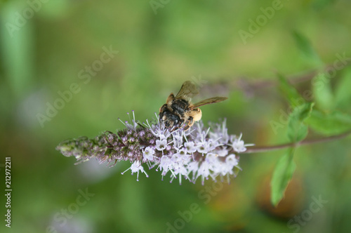 closeup of bee on mint flower