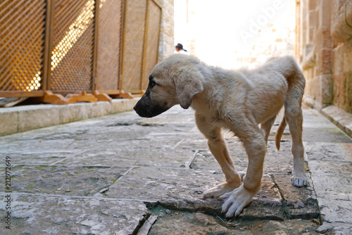 Fotografia, Obraz Weak stray dog on the street