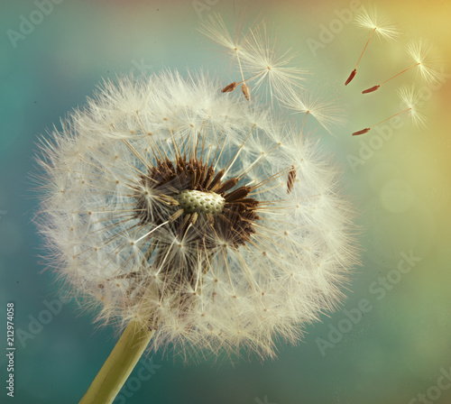 Dandelion with flying seeds on a beautiful luminous background