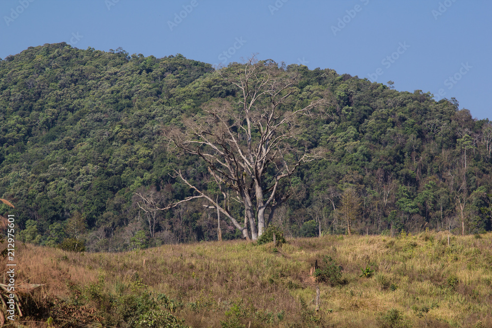 Huge, old tree standing on cultivated land in front of the jungle in the people's republic of Laos