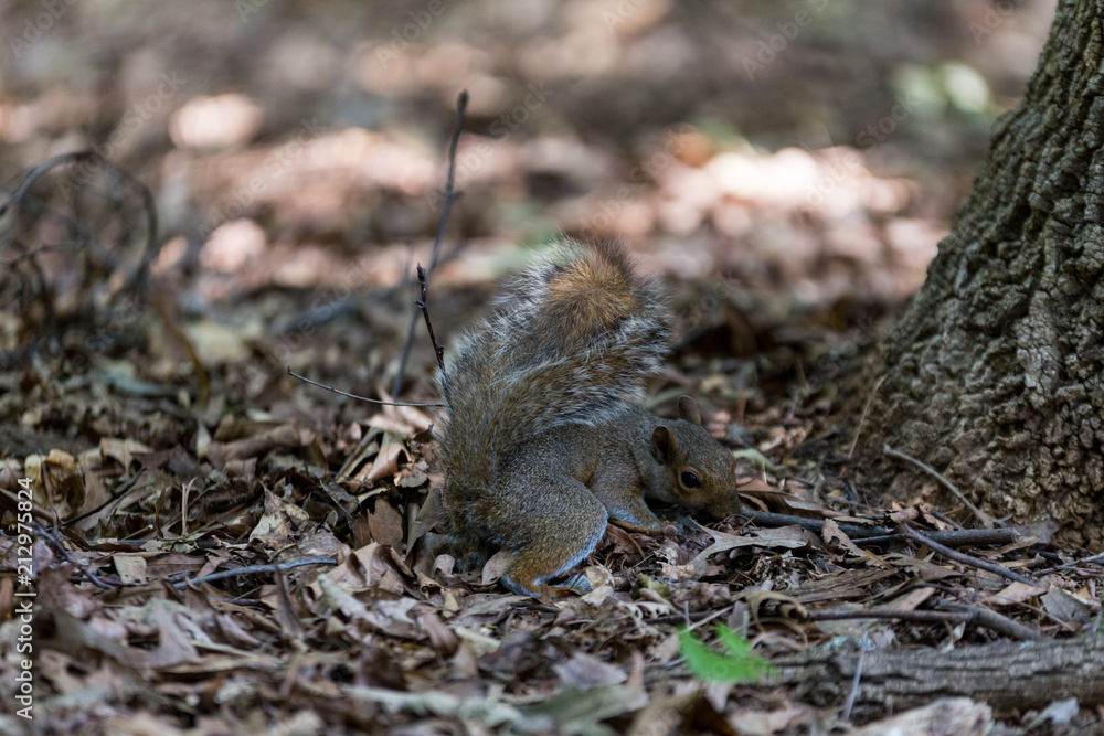 Squirrel Eating on a Sunny Day Squirrel Eating on a Sunny Day