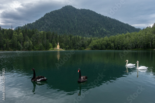 Swans swim on the Emerald Lake