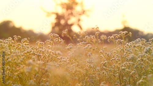 Beautiful meadow with wild flowers over sunset sky. Field of camomile medical flower, Beauty nature background with sun flare. Slow motion 4K UHD video 3840x2160
