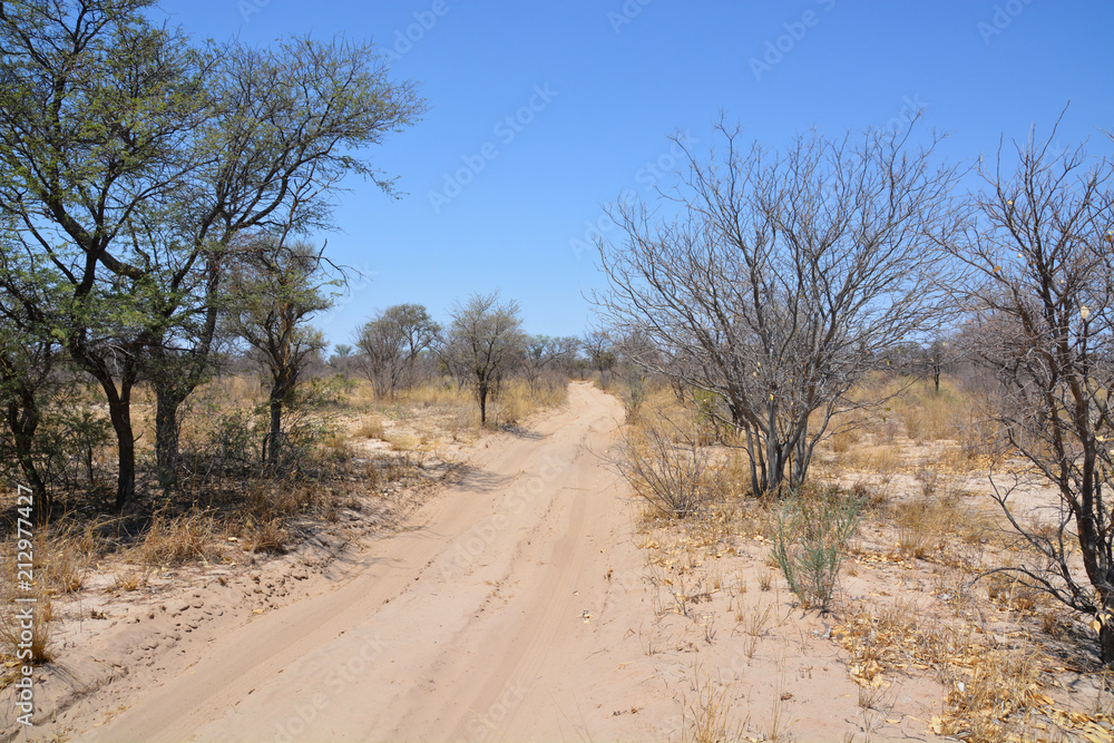 Sandy road in Central Kalahari Game Reserve, Botswana, Africa Sandy road in Central Kalahari Game Reserve, Botswana, Africa