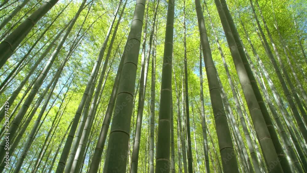 lush bamboo forest in springtime lush bamboo forest in springtime