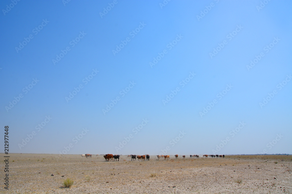 Waking cows in Kalahari desert, Boteti district, Botswana, Africa