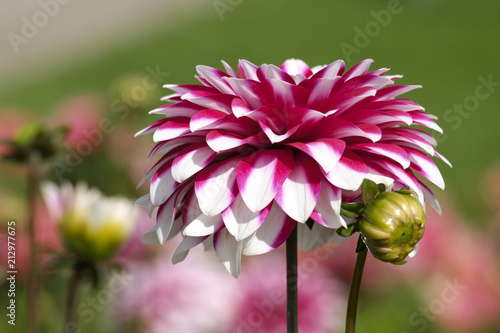 Fototapeta Naklejka Na Ścianę i Meble -  Dahlien (Dahlia)