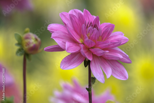 Fototapeta Naklejka Na Ścianę i Meble -  Dahlien (Dahlia)