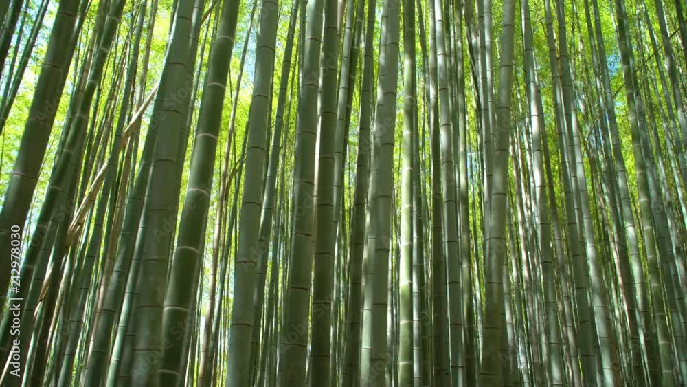 green bamboo forest in the daylight green bamboo forest in the daylight