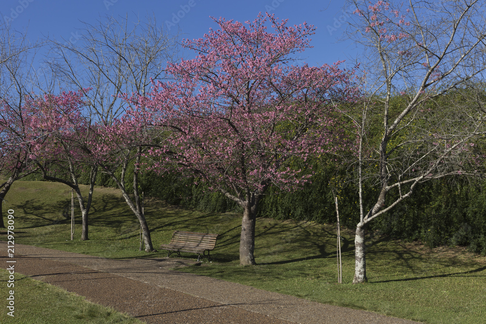 Flowering of cherry trees in the botanic garden of Curitiba. Flowering of cherry trees in the botanic garden of Curitiba.
