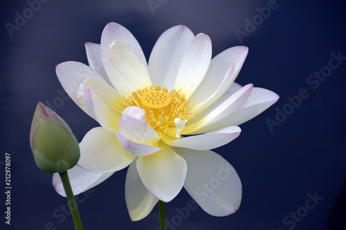 White Lotus flower with bud and blue background 