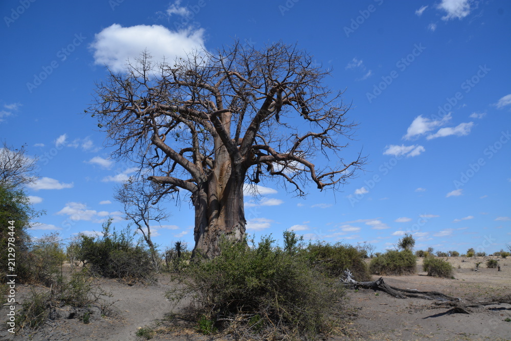 Baobab tree in Chobe National Park, Kasane, Botswana, Africa