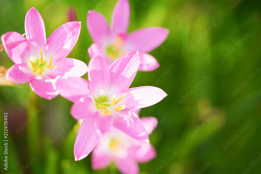 Beautiful pink rain lily close up on blurry green leaves. Beautiful pink rain lily close up on blurry green leaves.