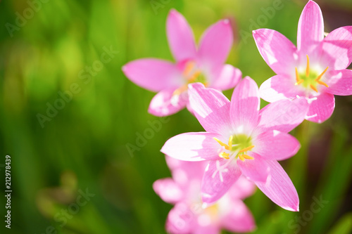 Beautiful pink rain lily close up on blurry green leaves.