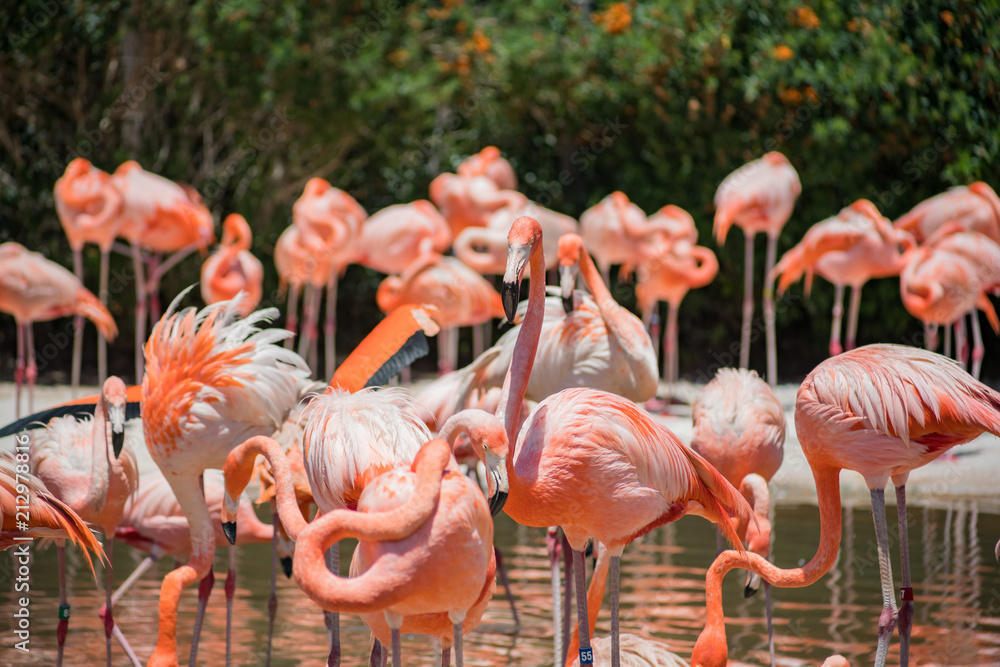 Obraz premium Group of Flamingos in the famous SeaWorld