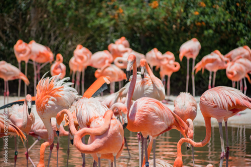 Group of Flamingos in the famous SeaWorld photo