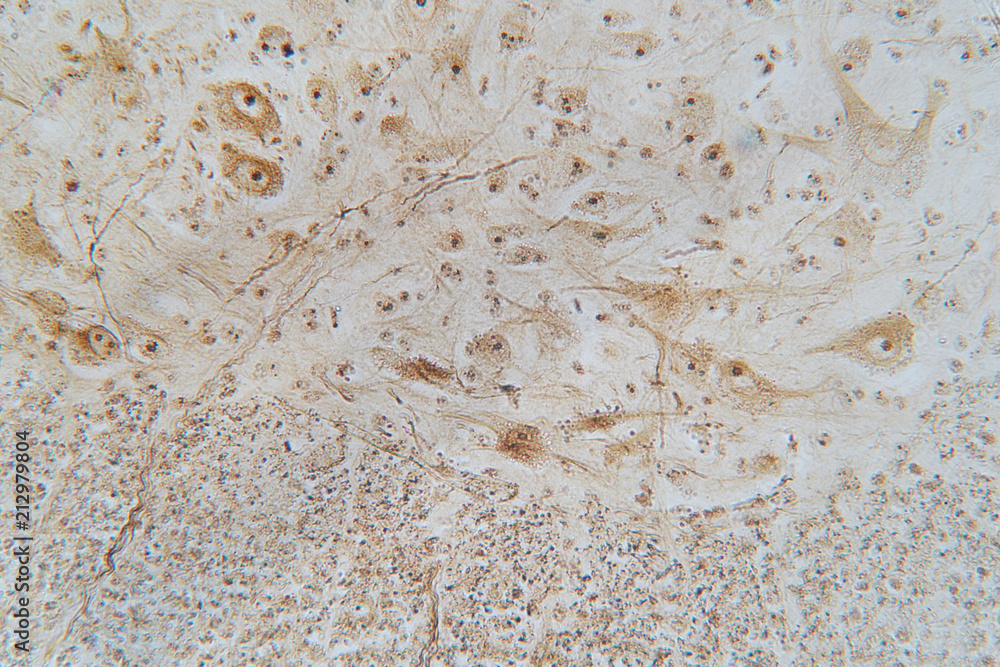 Obraz premium Neurons cells from the spinal cord under microscope view